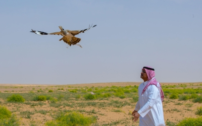 Launching chlamydotis in King Abdulaziz Royal Reserve to support the sustainability of wildlife. (SPA)