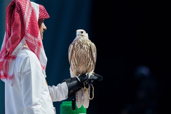 Saker falcon. (SPA)