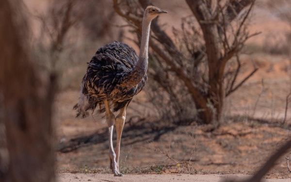 Ostriches in Imam Turki bin Abdullah Royal Nature Reserve in northern Saudi Arabia. (SPA)