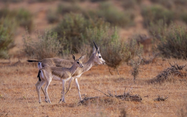 Gazelles in Imam Turki bin Abdullah Royal Nature Reserve in the north of Saudi Arabia. (SPA)