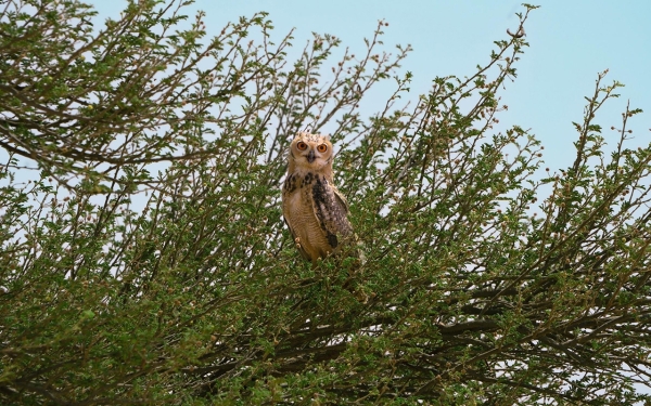 One of the birds in King Abdulaziz Royal Reserve with an area exceeding fifteen thousand km<sup>2</sup>. (SPA)