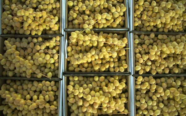 Dates for sale in a market in the Kingdom. (SPA)