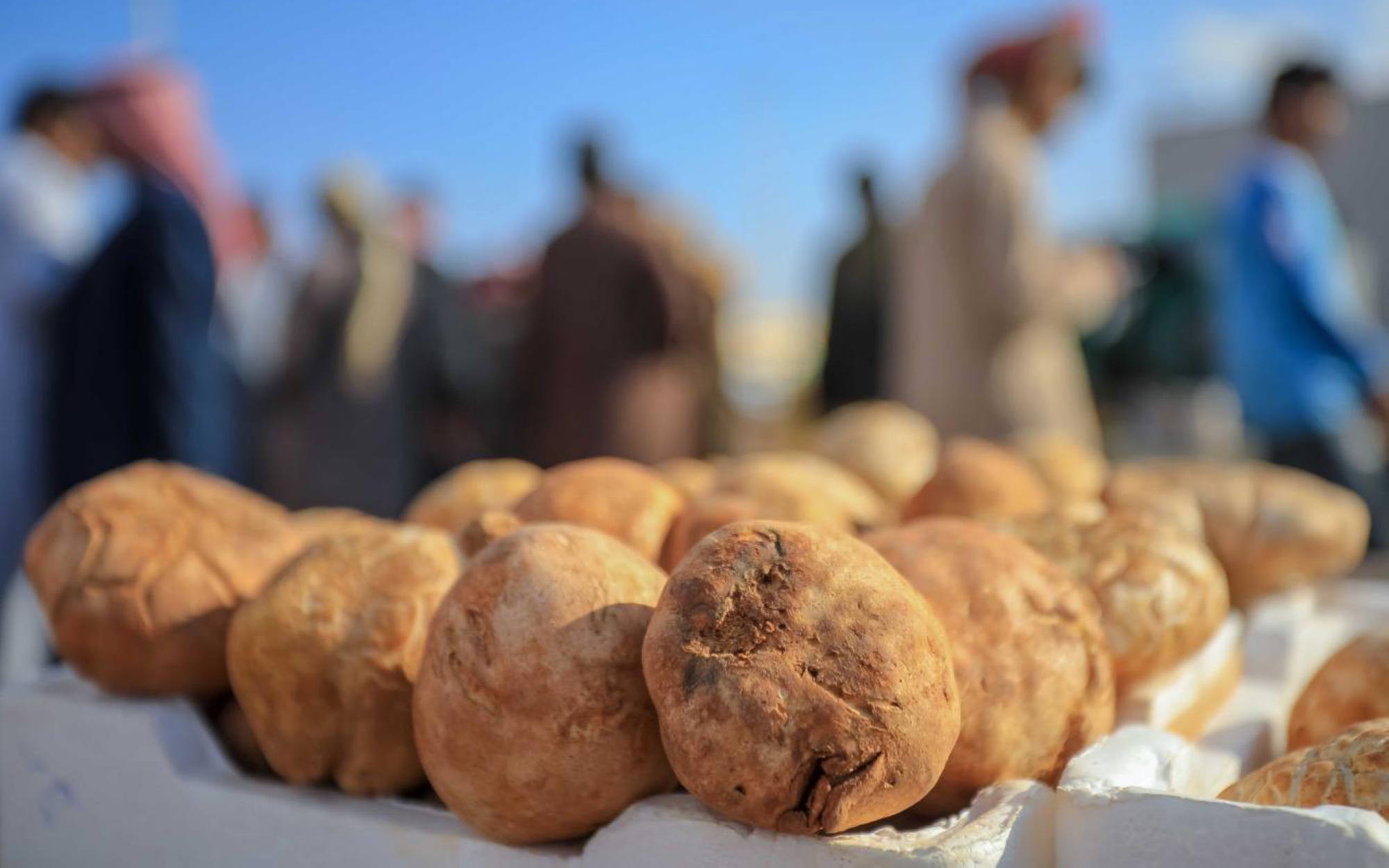 Desert Truffles Saudipedia