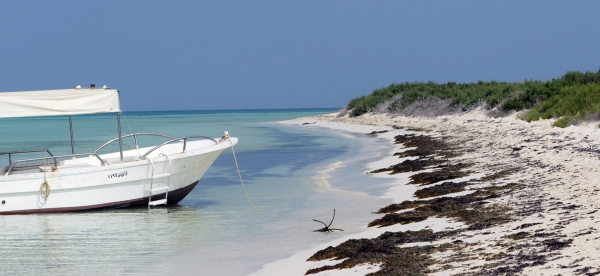 A boat docked on al-Birk shore. (SPA)