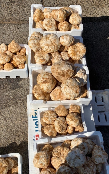 Desert truffles displayed for sale in Turayf Governorate. (SPA)