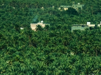 Al-Ahsa Oasis, where palm cultivation thrives. (Unveil Saudi)