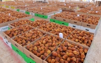 Photo of the types of dates at the Buraidah Dates Festival. (King Abdulaziz Foundation (Darah))