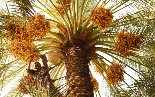 One of the palm farms in al-Ahsa. (SPA)