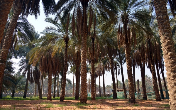 A palm farm in Al-Qassim Province. (SPA)