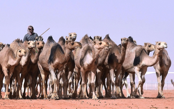 Image of King Abdulaziz Camel Festival. (SPA)