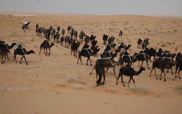 A photo captured from above of a flock of Majahim camels. (Darah Foundation)