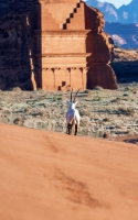 An Arabian oryx near one of the archaeological sites in al-Ula. (SPA)