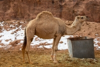 Camels are a fundamental component of Saudi heritage and cultural identity. (Saudipedia)