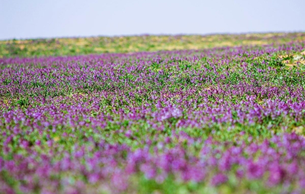 Lavender flowers covering Saudi deserts in spring. (SPA)