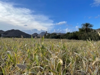 Corn farms in Aseer Province. (SPA)