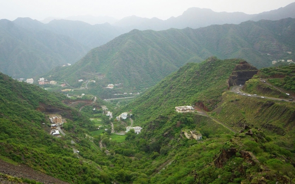 Trees covering the heights of as-Sudah in Aseer Province. (SaudiPedia)