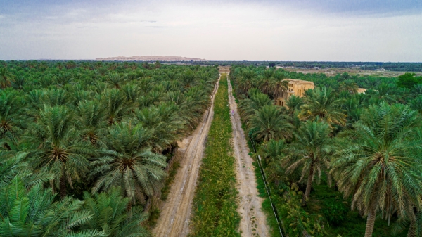 Al-Ahsa Oasis. (SPA)