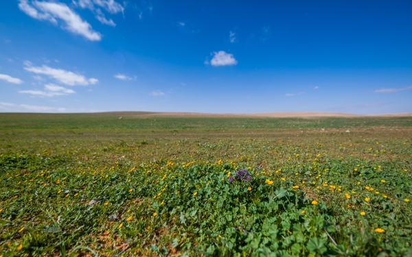 Imam Turki Bin Abdullah Royal Reserve, one of the nature reserves in the Kingdom. (SPA)