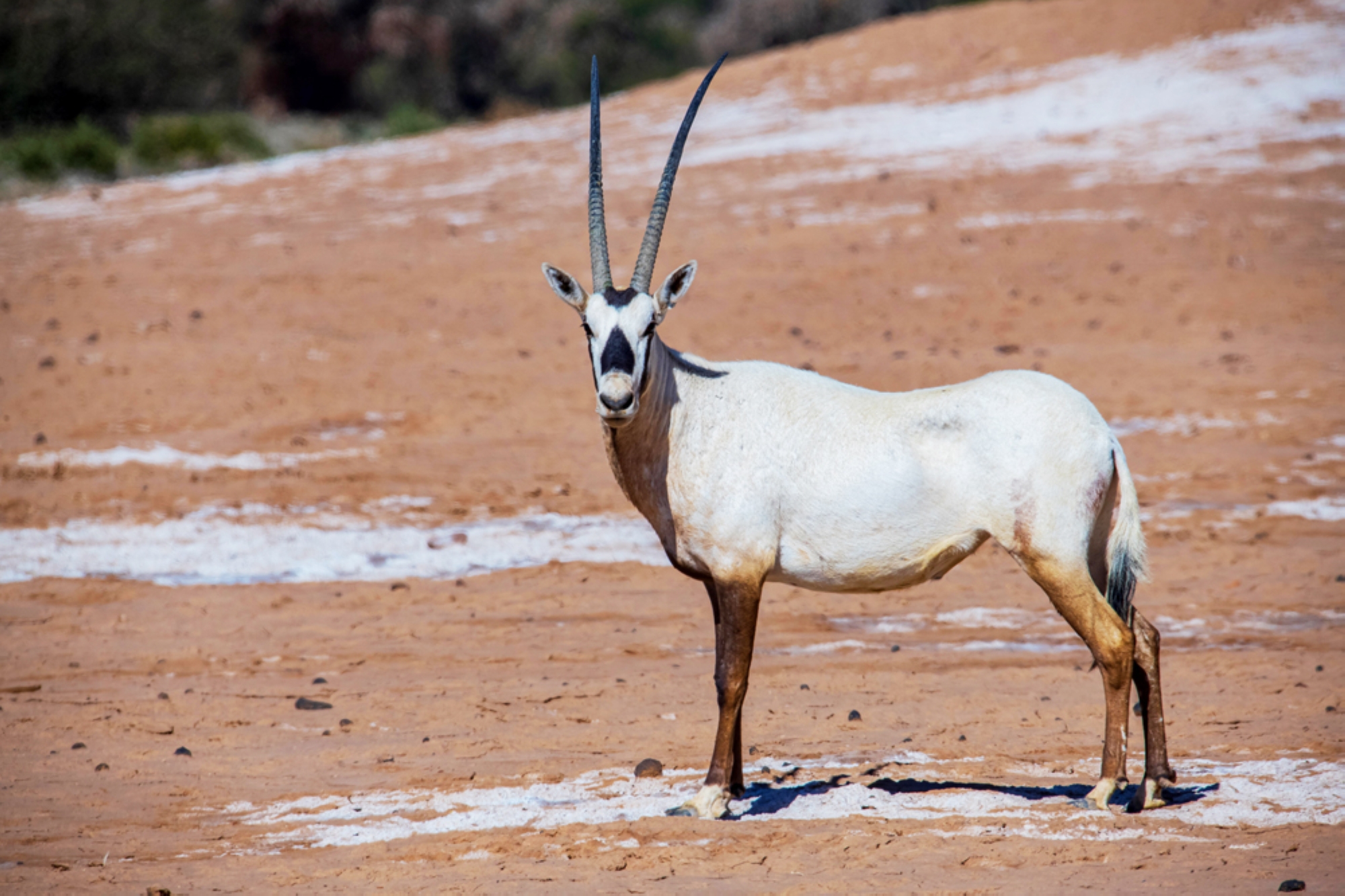 Arabian Oryx in Saudi Arabia - Saudipedia