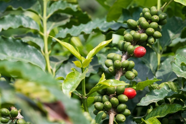 A coffee tree in the Kingdom. (Culinary Arts Commission)