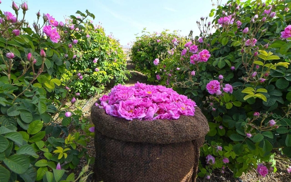 A picture of one of the rose farms in Taif. (SPA)