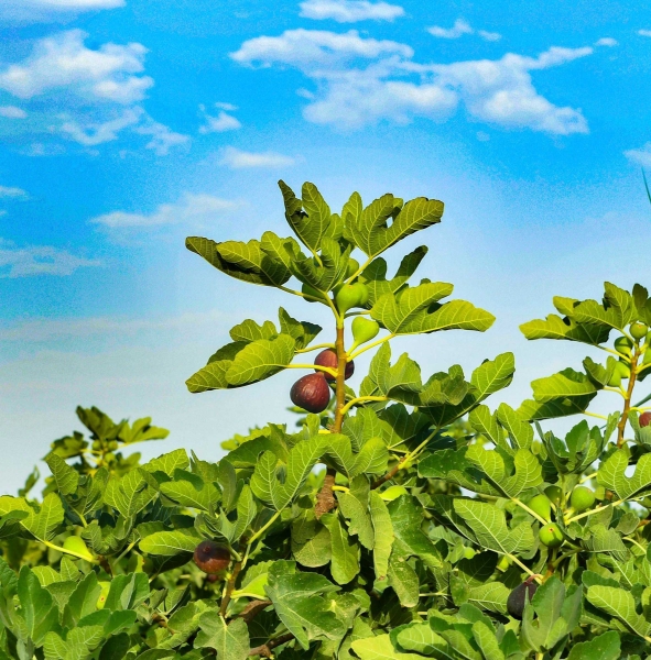 A fruit-bearing fig tree at a farm in the Kingdom. (SPA)