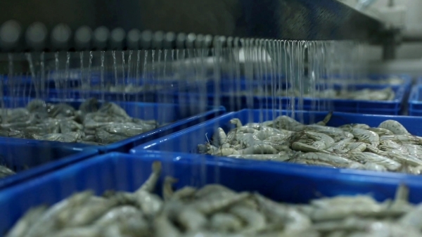 Shrimp in one of the fisheries projects in the Kingdom. (SPA)