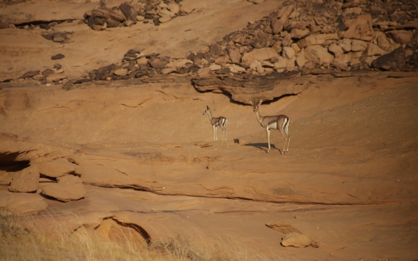 Gazelles in the Sharaan Nature Reserve in al-Ula. (SPA)