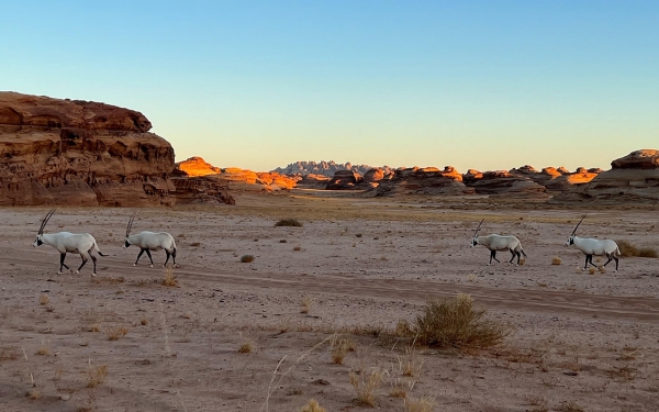 The Arabian Oryx in the Sharaan Nature Reserve in al-Ula. (SPA)