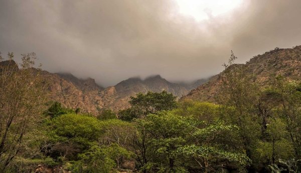 Kadi trees surrounding Dhee Ain Heritage Village. (SPA)