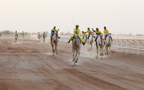 The Crown Prince Camel Festival in Taif registered in the Guinness World Records as the largest camel racing festival. (Saudipedia)