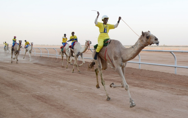 A group of contestants at the Crown Prince Camel Festival in Taif. (Saudipedia)