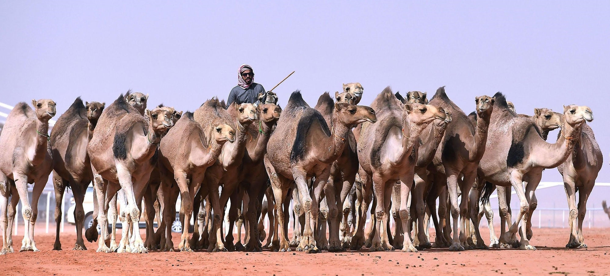 A herd of camels in the Kingdom&#039;s wilderness. (SPA)