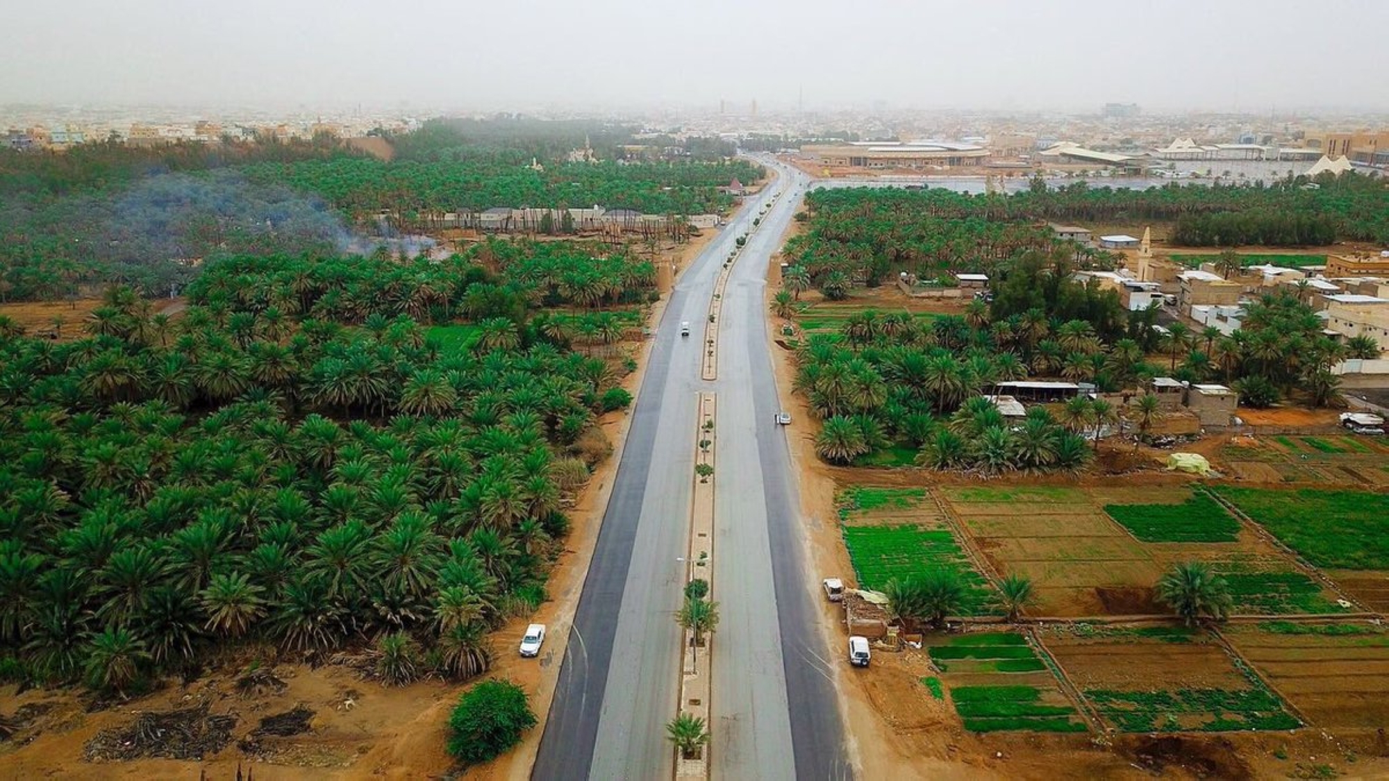 Palm farms in Qassim. (SPA)