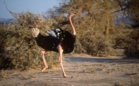 Ostriches in Imam Saud Bin Abdulaziz Royal Reserve. (SPA)