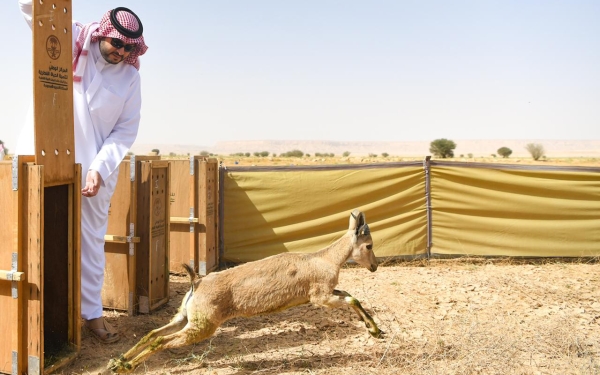 Releasing a gazelle into King Khalid Royal Reserve. (SPA)