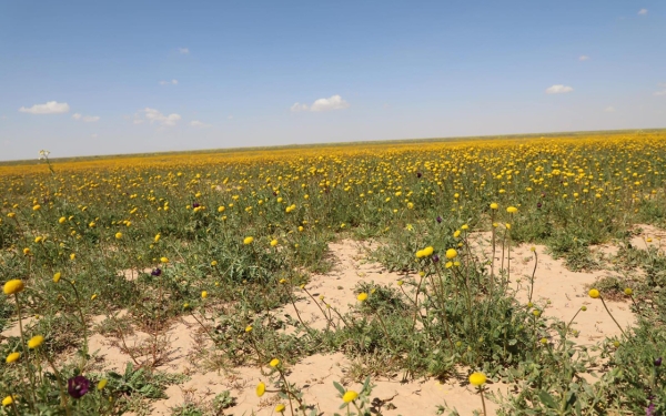 Widespread of vegetation cover in King Salman Bin Abdulaziz Royal Reserve. (SPA)