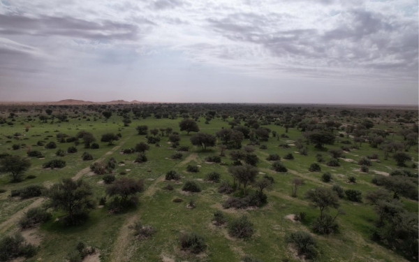 Vegetation cover in Imam Abdulaziz Bin Mohammed Royal Reserve, northeast of Riyadh. (SPA)