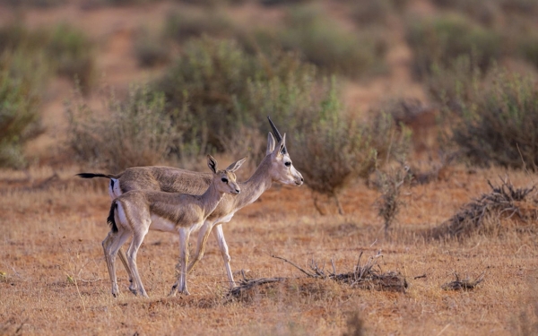 Arabian sand gazelle in Imam Turki Bin Abdullah Royal Reserve. (SPA)