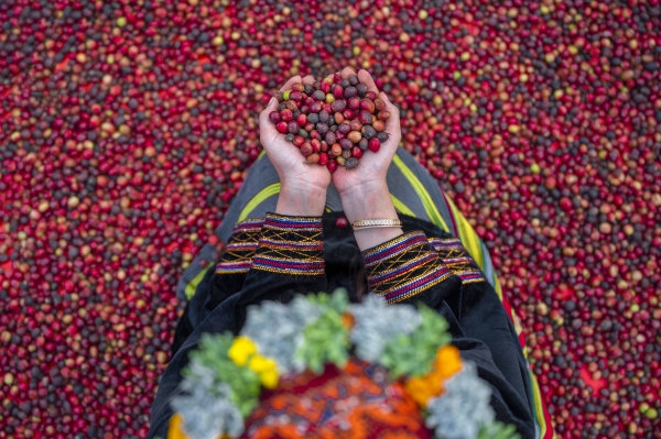 Saudi Khawlani coffee. (Ministry of Culture)