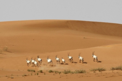 A herd of Arabian oryxes in a natural reserve in the Kingdom. (SPA)