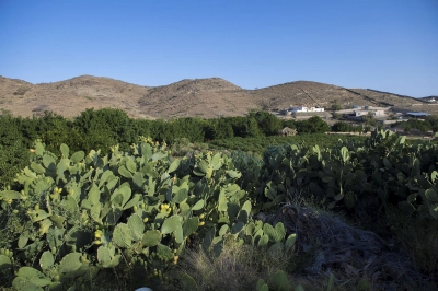 Report Arous al-Masayef Seasonal Fruits Garden