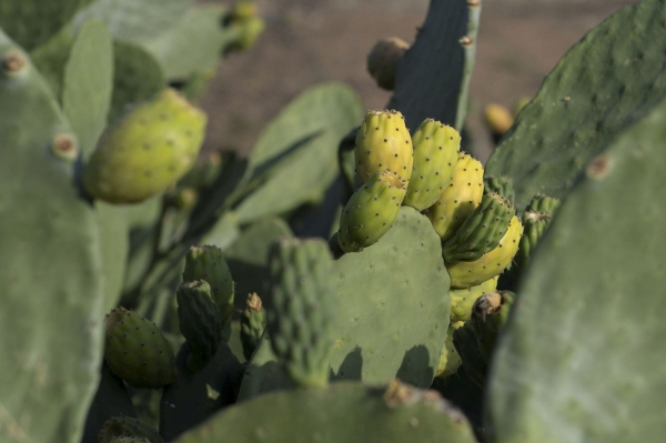 Prickly pear cultivation in Taif governorate (SPA).