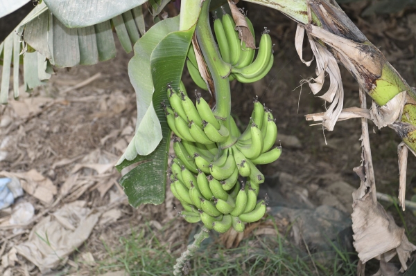 Banana trees in Jazan Province (SPA).