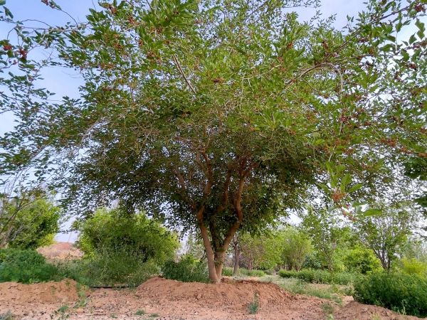 Black mulberry trees are large trees featuring heavy branches and leaves. (SPA)