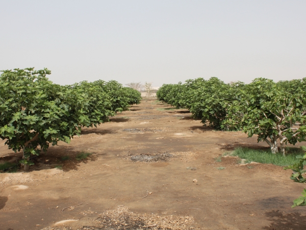 Fig Trees group in a farm in Riyadh (SPA).