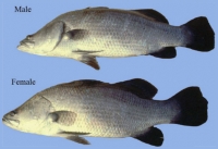 Asian sea bass. (Ministry of Environment, Water, and Agriculture)