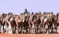 A herder guiding his camels upon performing al-Heda&#039;a. (SPA)