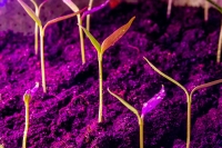 Vertical farming is one of the modern agricultural techniques. (The National Research and Development Center for Sustainable Agriculture)