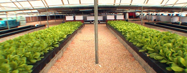 Fish and plant integrated culture technology, known as integrated farming 'Aquaponics.' (The Saudi Aquaculture Society's Media Center)